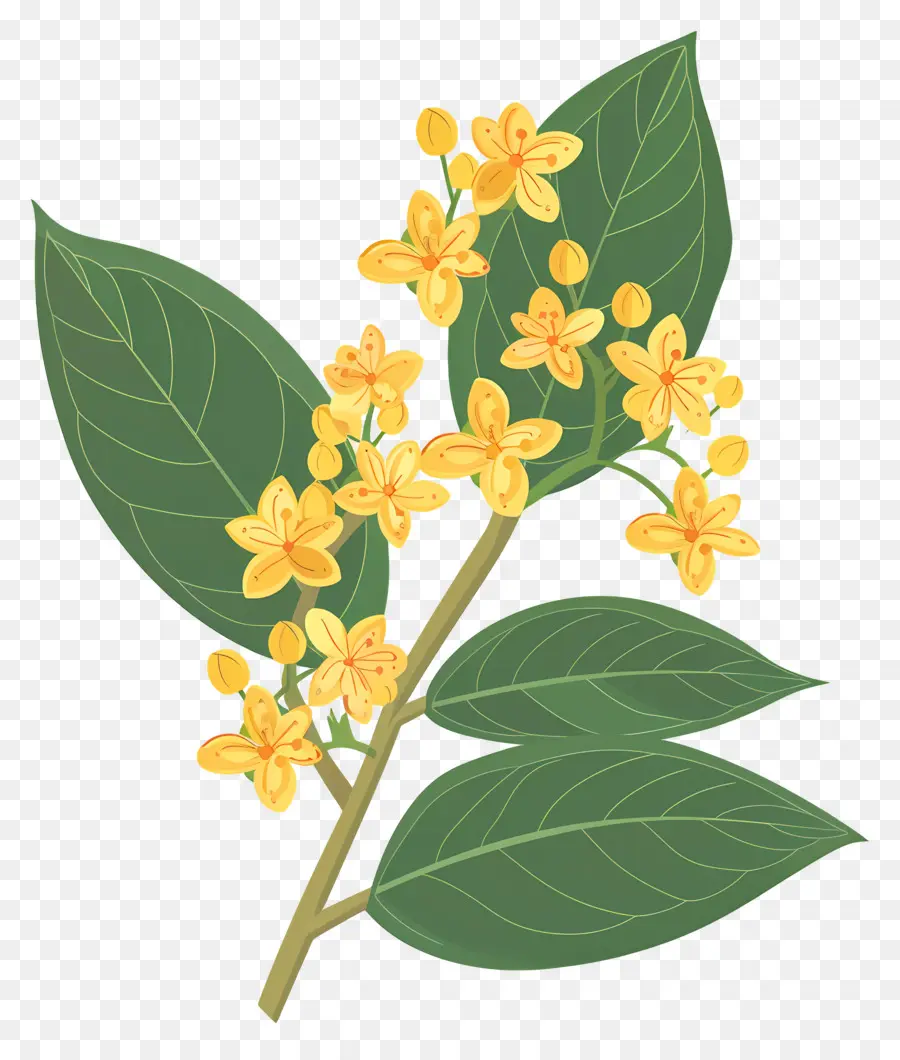 Flor De Osmanthus，Flores Amarelas PNG