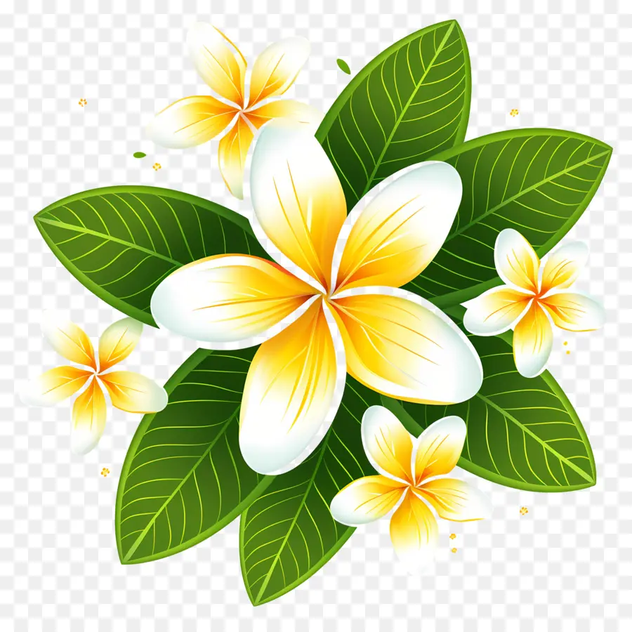 Flor De Frangipani，Guirlanda Floral PNG