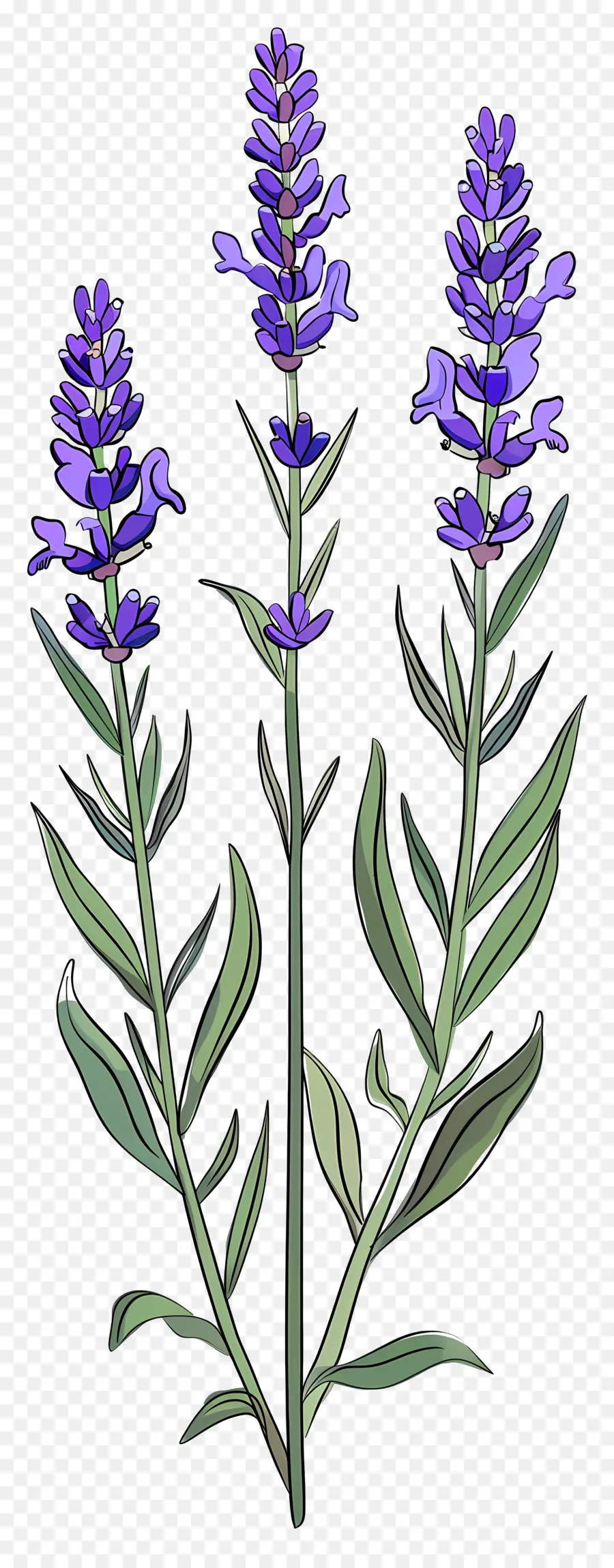 Flores De Lavanda，Flor De Lavanda PNG