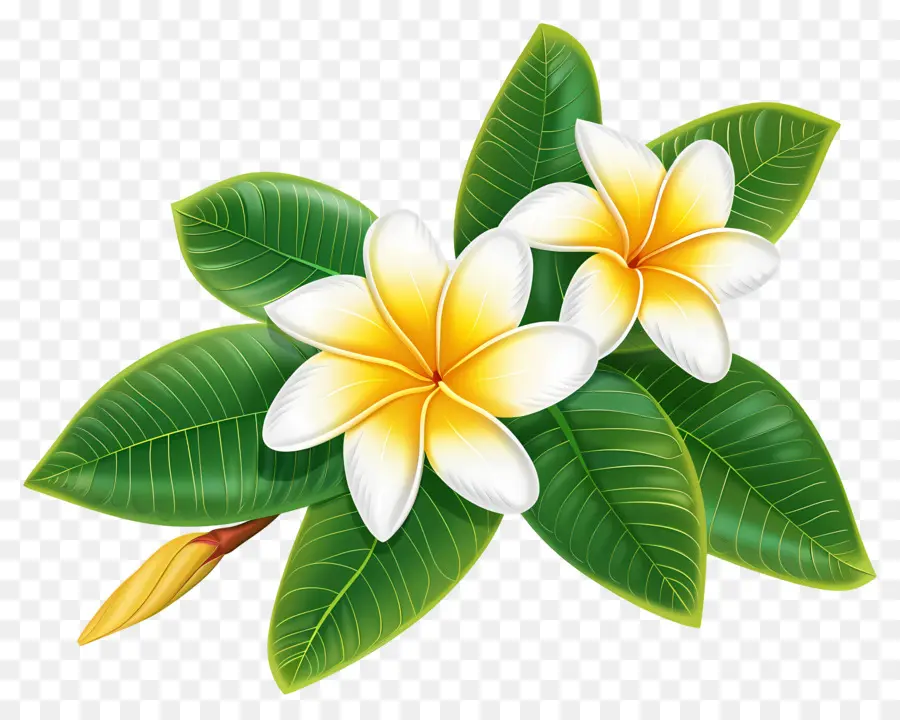 Flor De Frangipani，Flores De Pluméria PNG