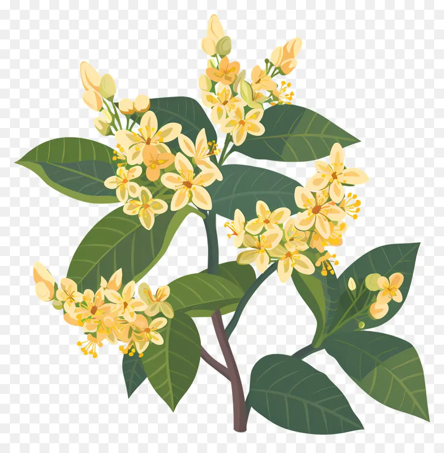 Flor De Osmanthus，Flores Amarelas PNG