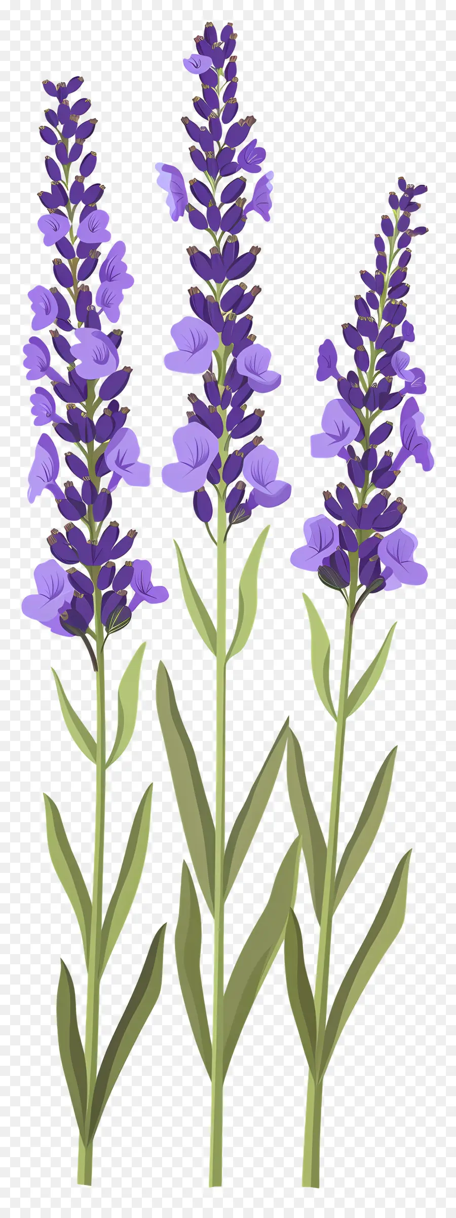 Flor De Lavanda，Flores Roxas PNG