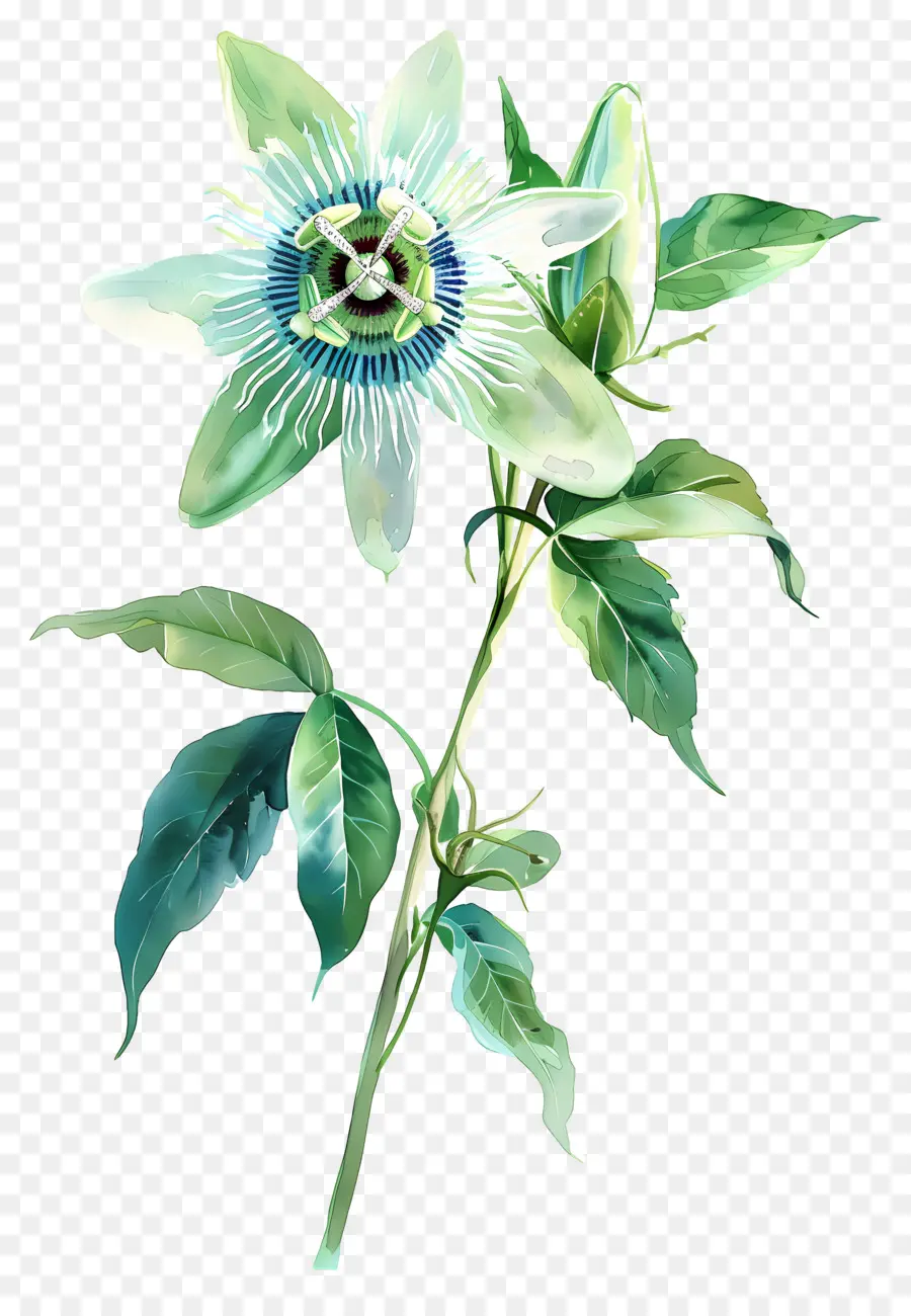 Flores Vintage，Passiflora PNG