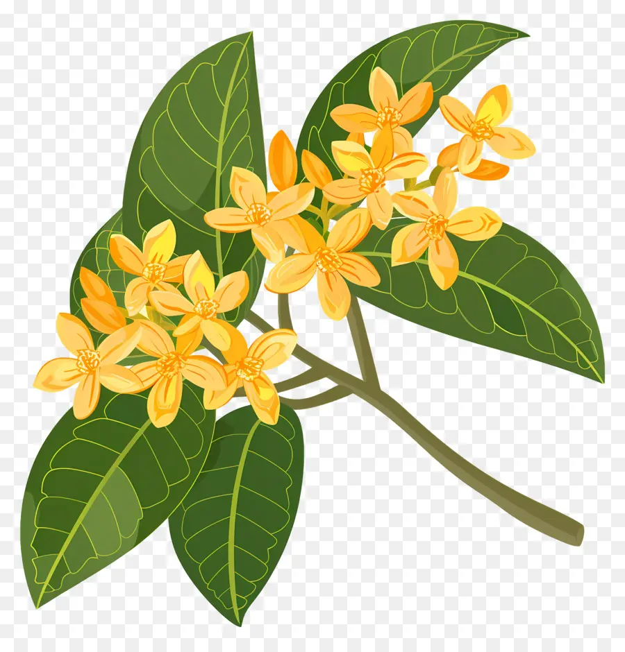 Flor De Osmanthus，Flores Amarelas PNG