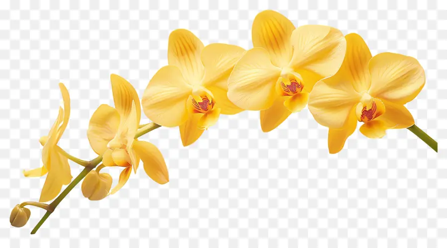 Flor De Orquídea，Orquídeas Amarelas PNG