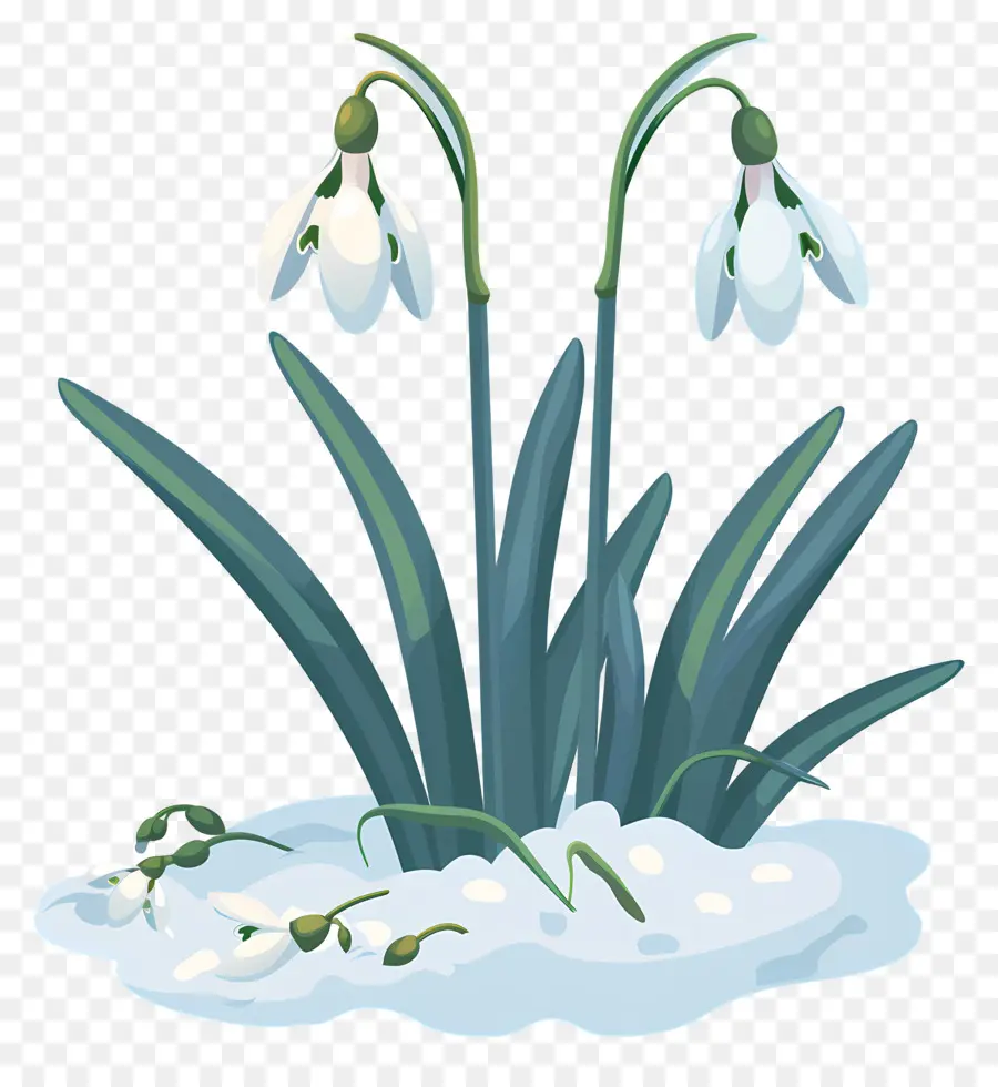 Flocos De Neve，Snowdrops Emergindo PNG