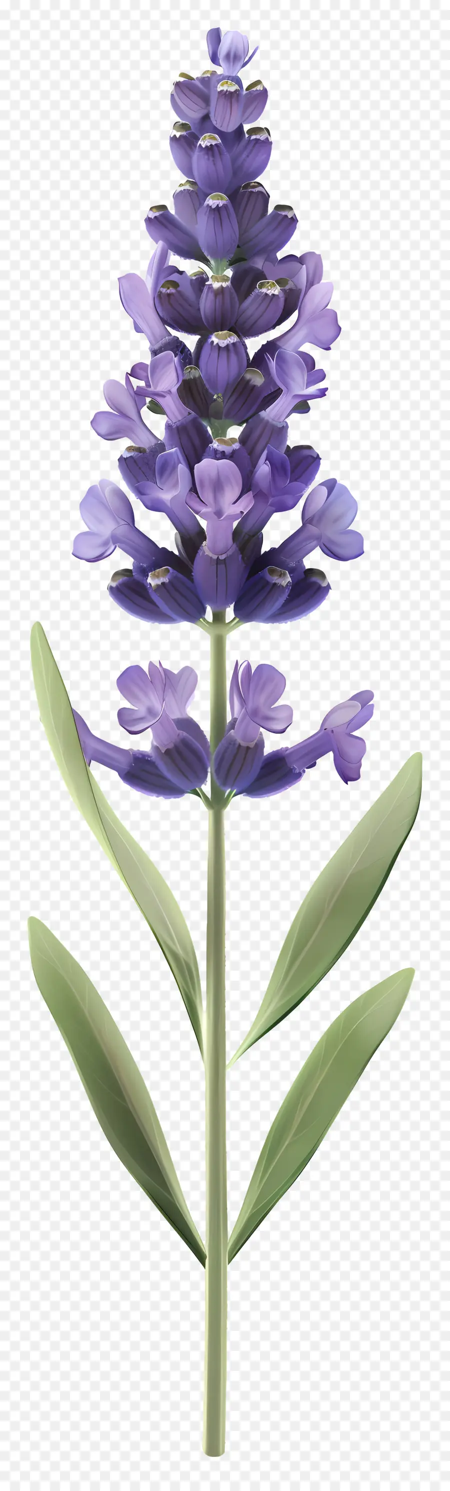 Flor De Lavanda，Lavanda PNG