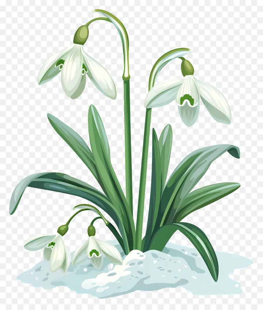 Flocos De Neve，Flores De Floco De Neve Na Neve PNG