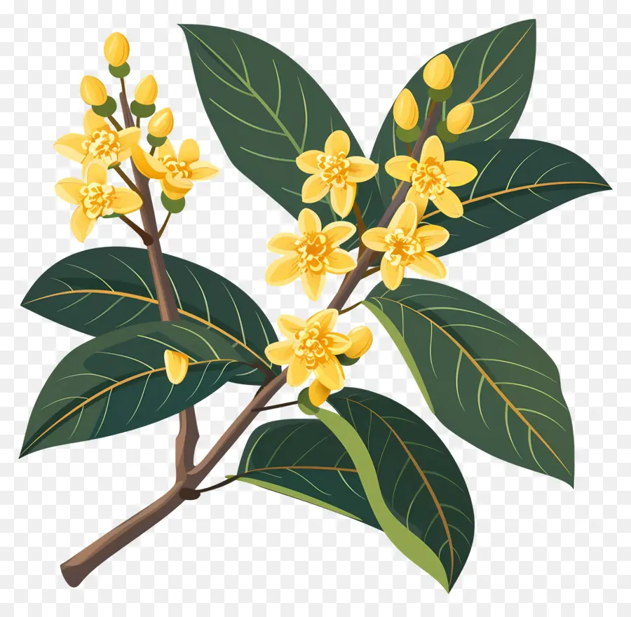 Flor De Osmanthus，Flores Amarelas PNG