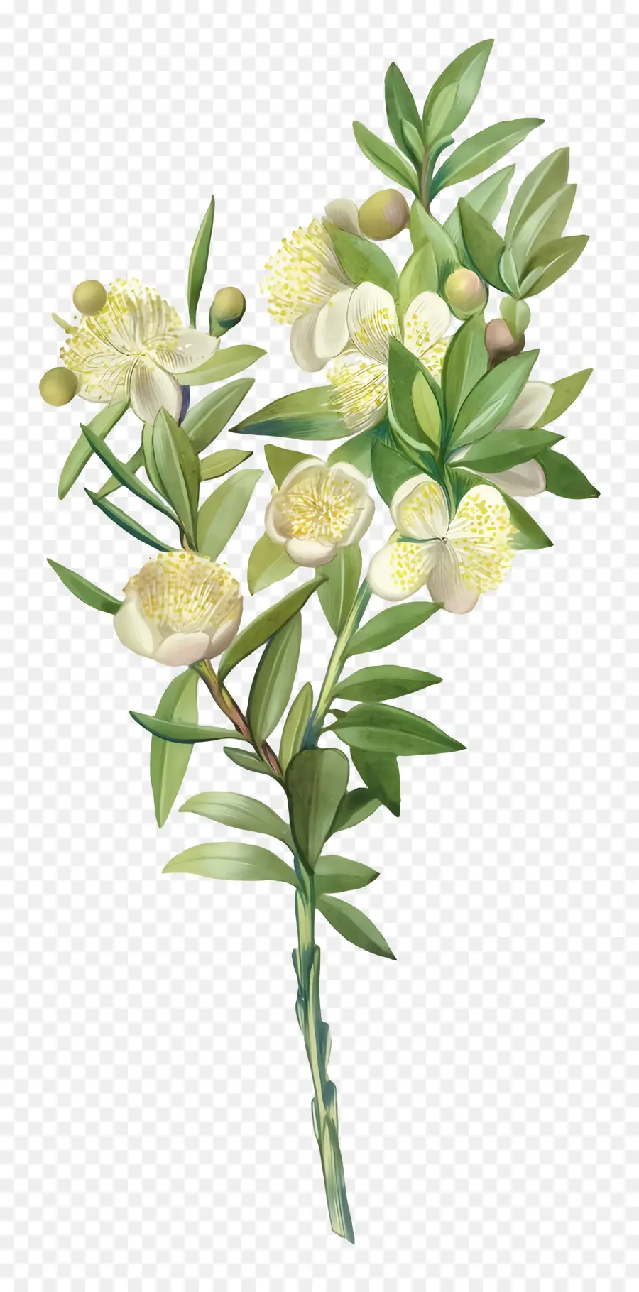 Flores Vintage，Flores De Murta Branca PNG