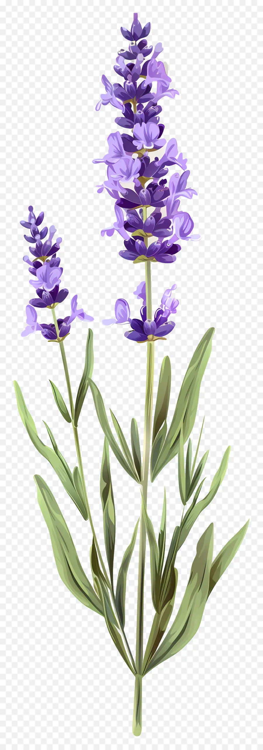 Flor De Lavanda，Lavanda PNG