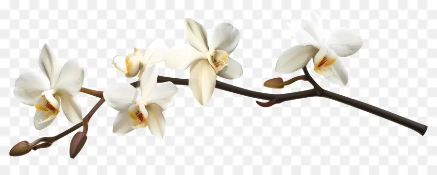 Flores De Orquídea Baunilha，Orquídeas Brancas PNG