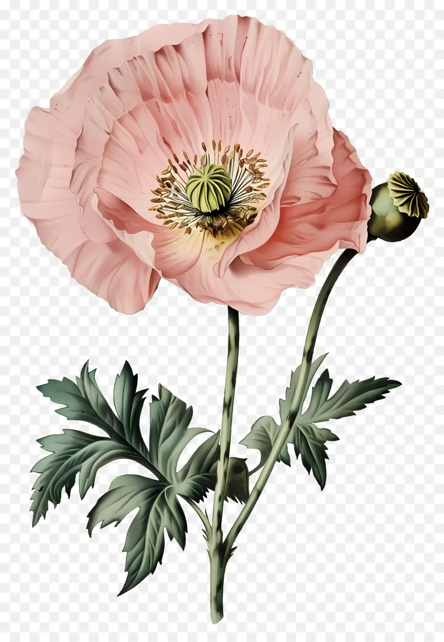 Flor Vintage，Papoila Vermelha PNG