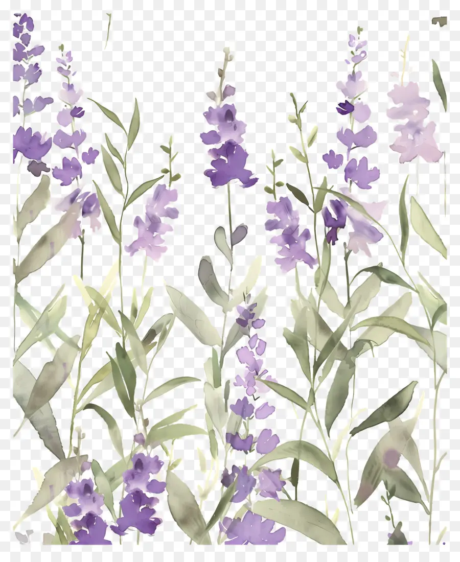 Flores Em Aquarela，Flores De Lavanda PNG