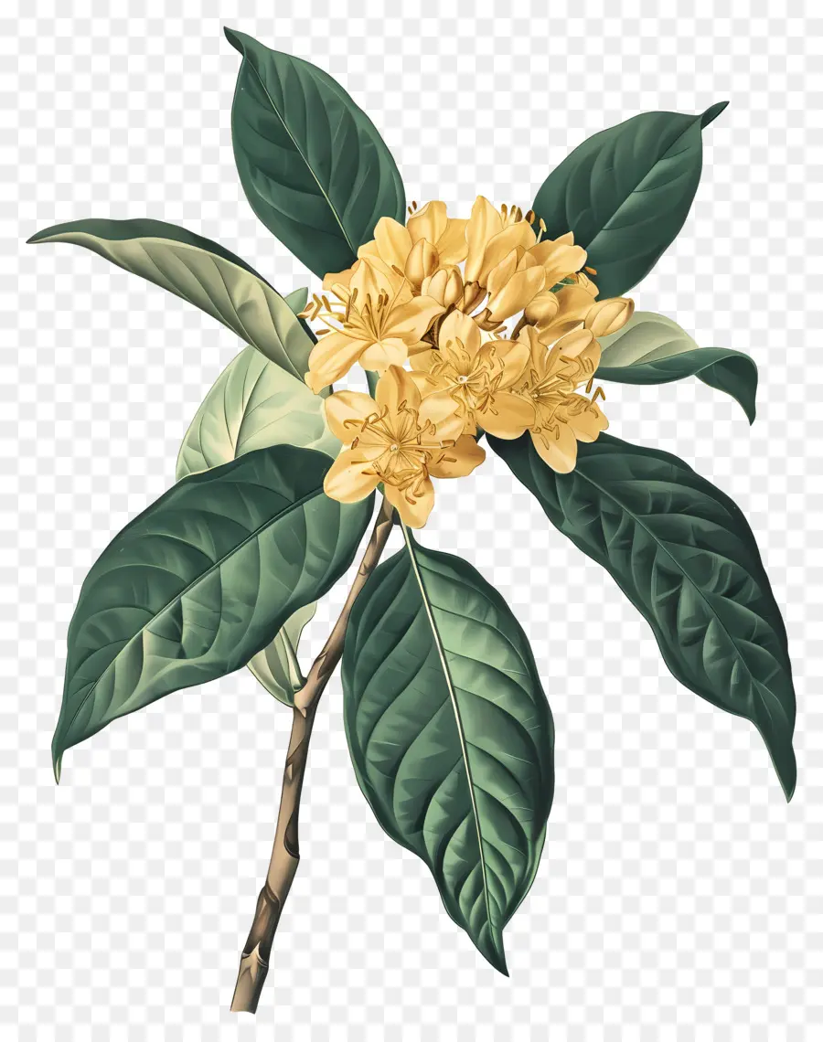 Flor De Osmanthus，Flores Amarelas PNG