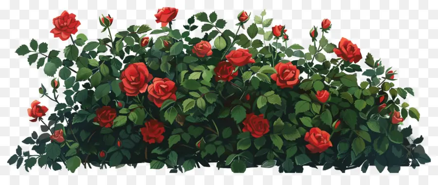 Rosa Bush，Rosas Vermelhas PNG