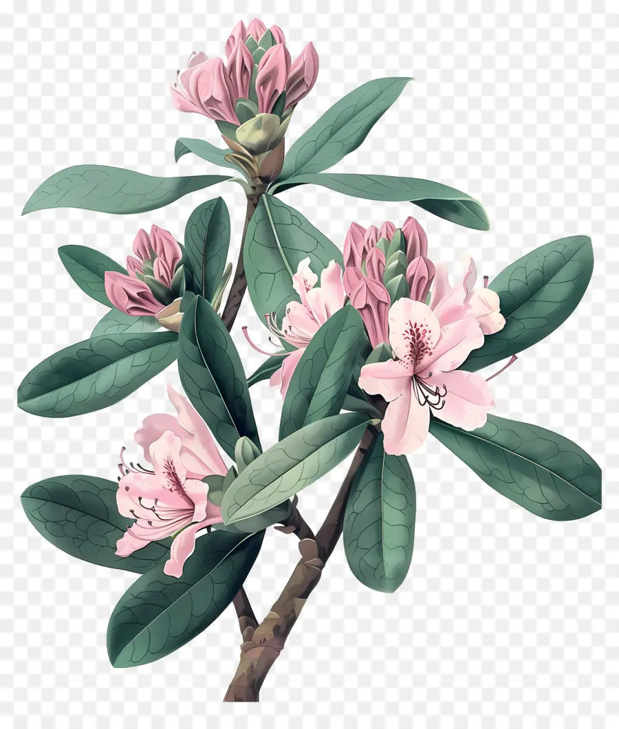 Flores Vintage，Rododendro Rosa PNG