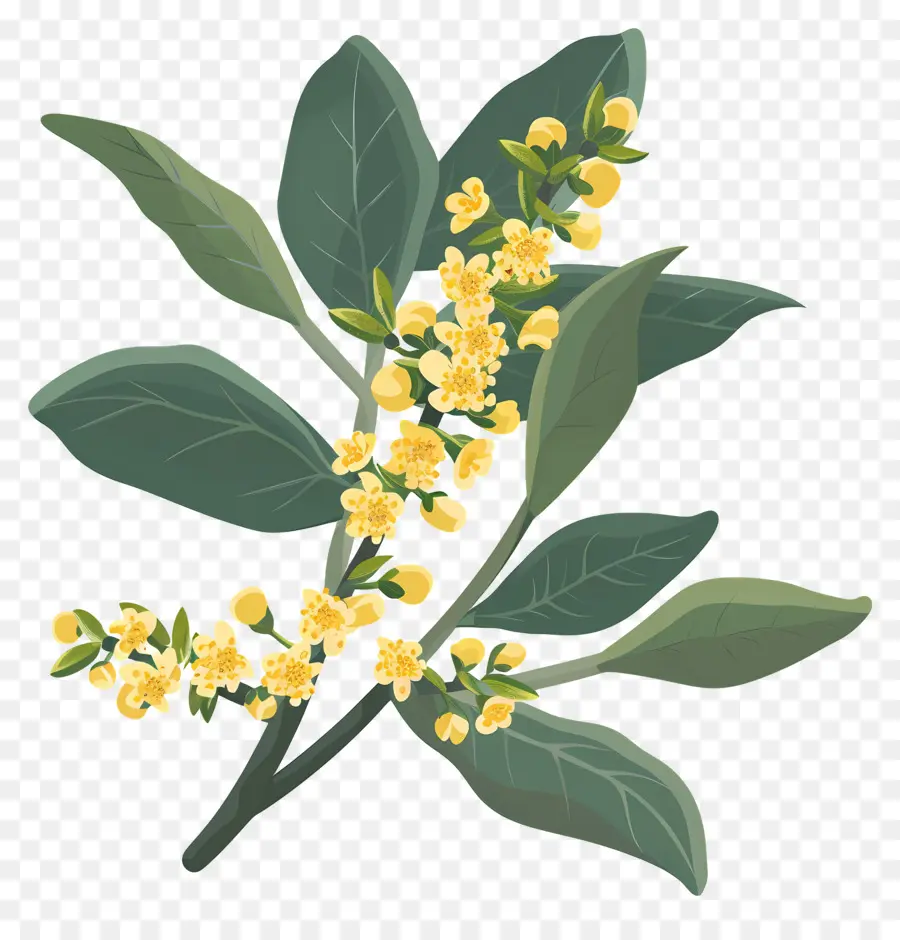 Flor De Osmanthus，Flores Amarelas PNG