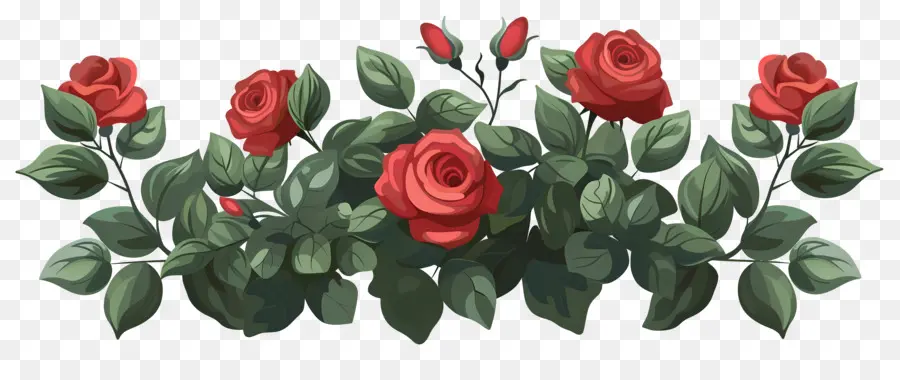 Roseira，Rosas PNG