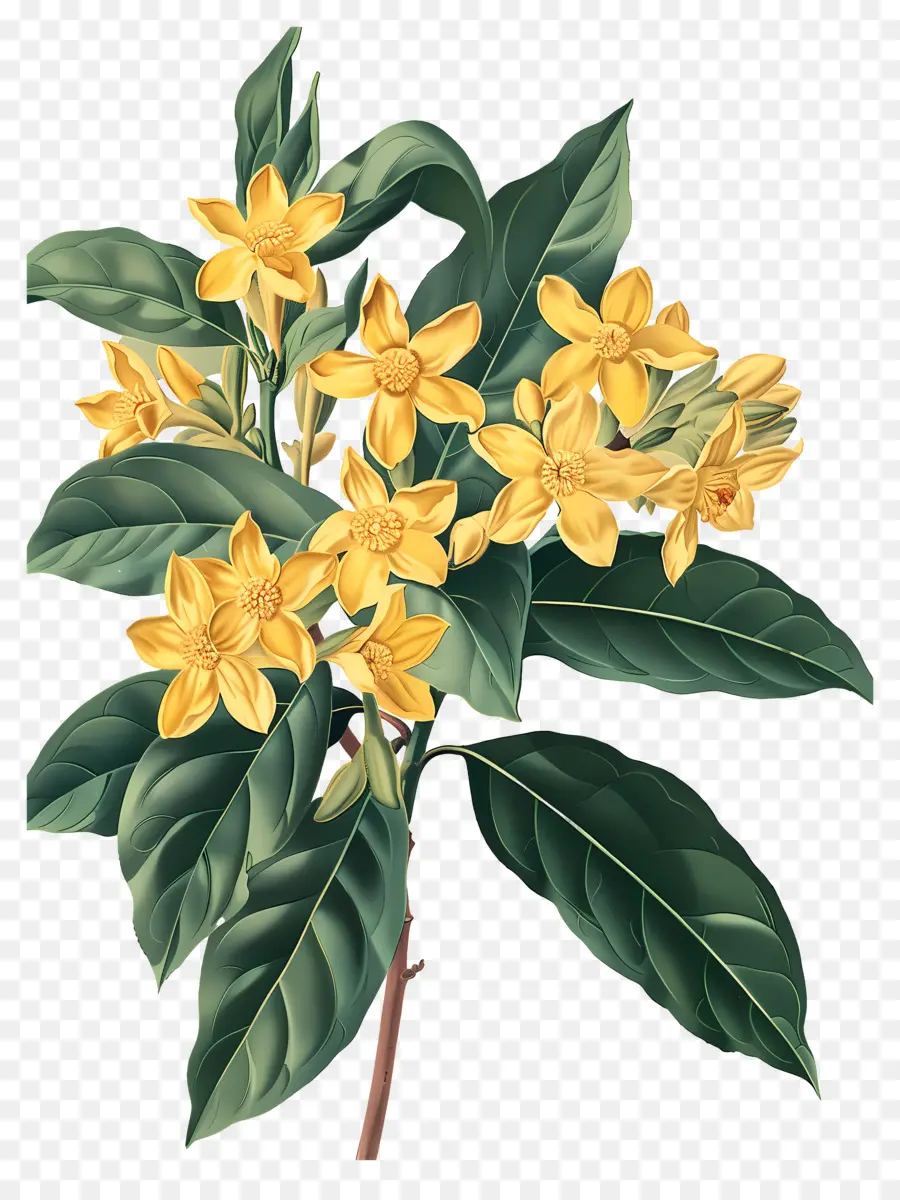 Flor De Osmanthus，Flores Amarelas PNG