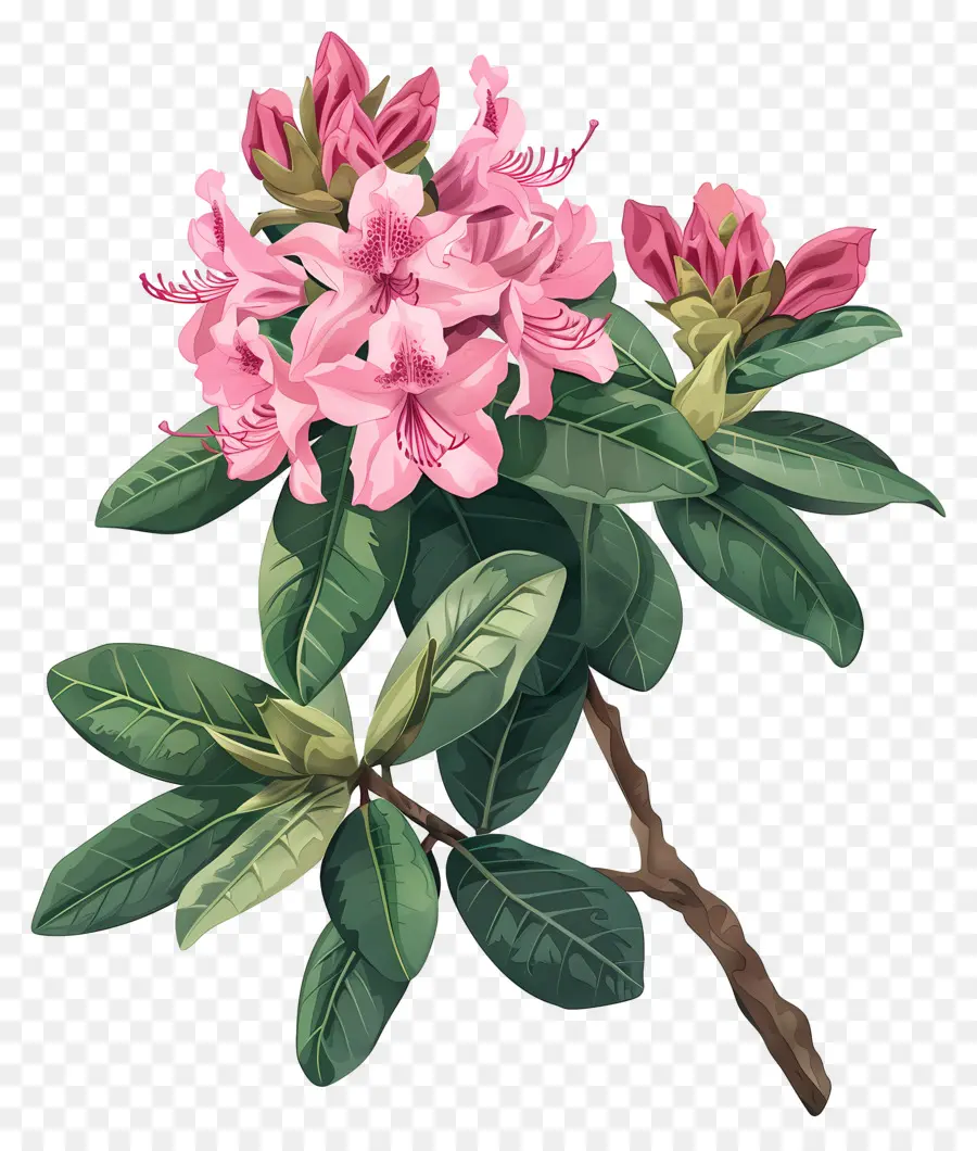 Flores Vintage，Rododendro Rosa PNG