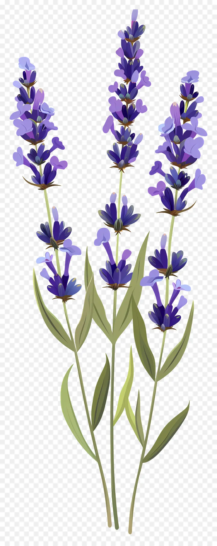 Flor De Lavanda，Lavanda PNG