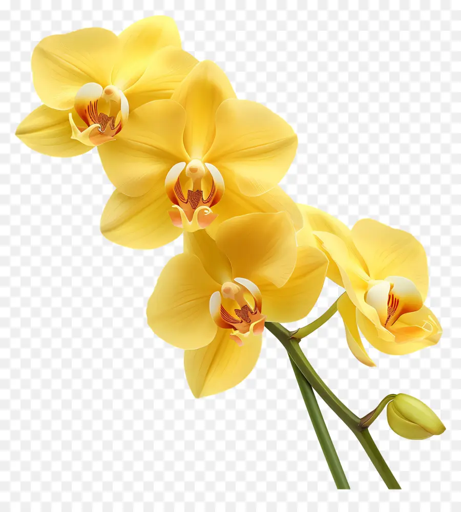 Flor De Orquídea，Orquídea Branca PNG