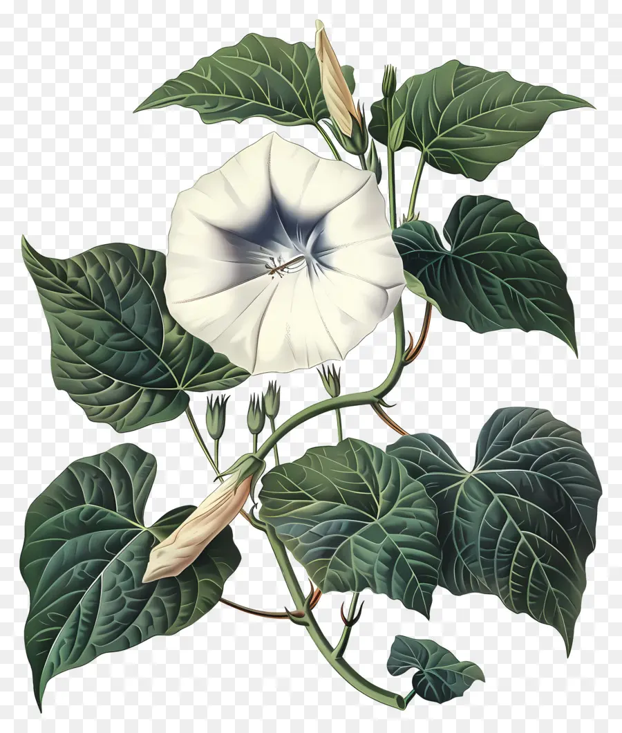 Flores Vintage，Glória Da Manhã Branca PNG