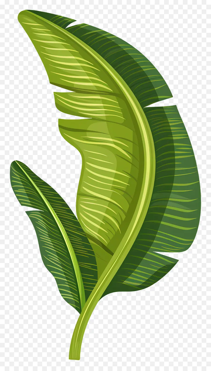 Folha Tropical，Folha Verde PNG