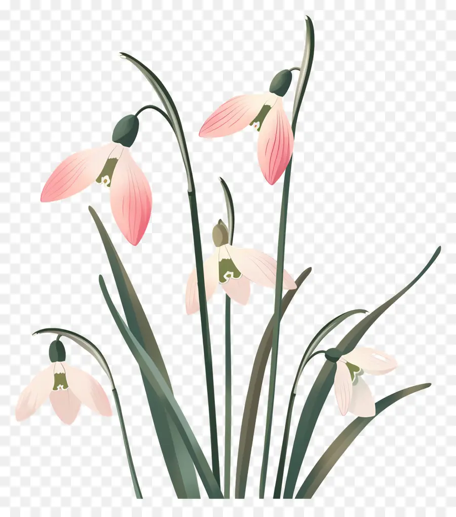 Flocos De Neve，Snowdrops Rosa E Brancos PNG