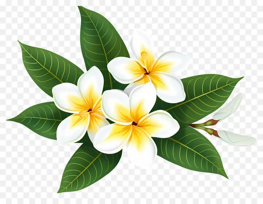 Flor De Frangipani，Flores De Pluméria PNG