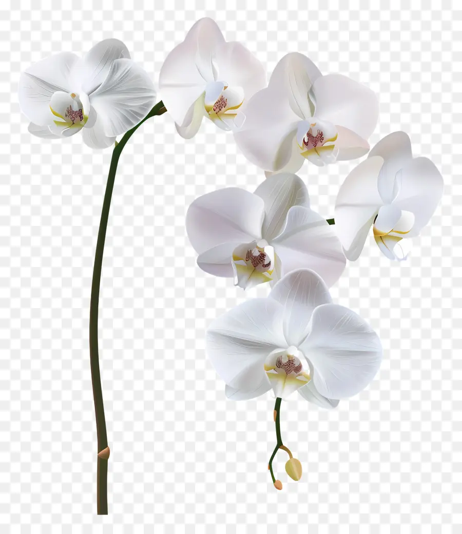 Flor De Orquídea，Orquídea Branca PNG