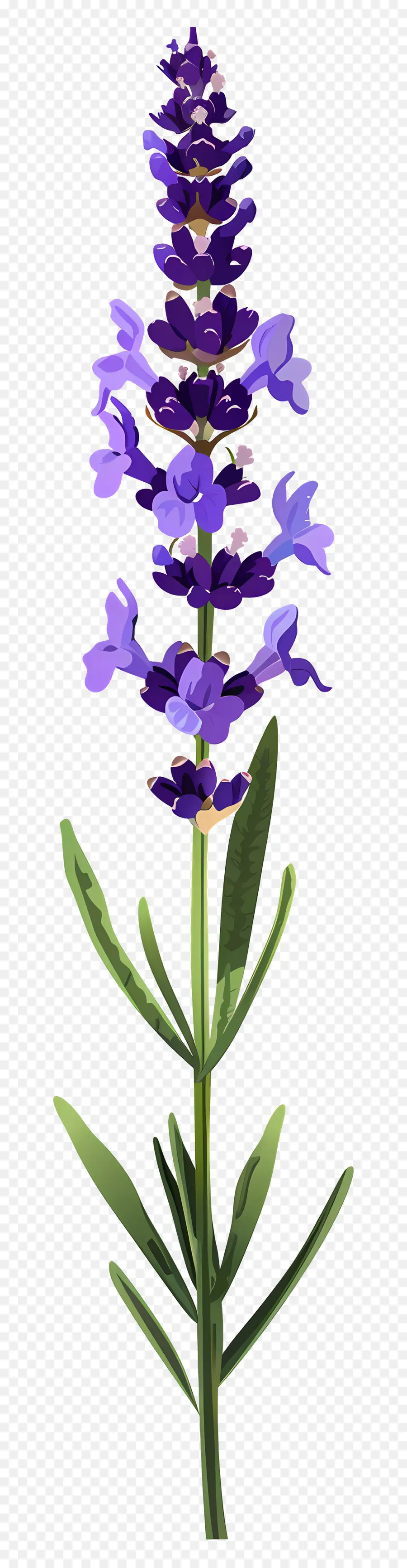 Flor De Lavanda，Flores Roxas PNG