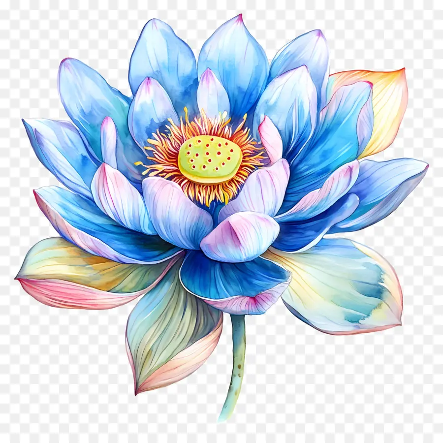 Aquarela Lótus，Flor Azul PNG