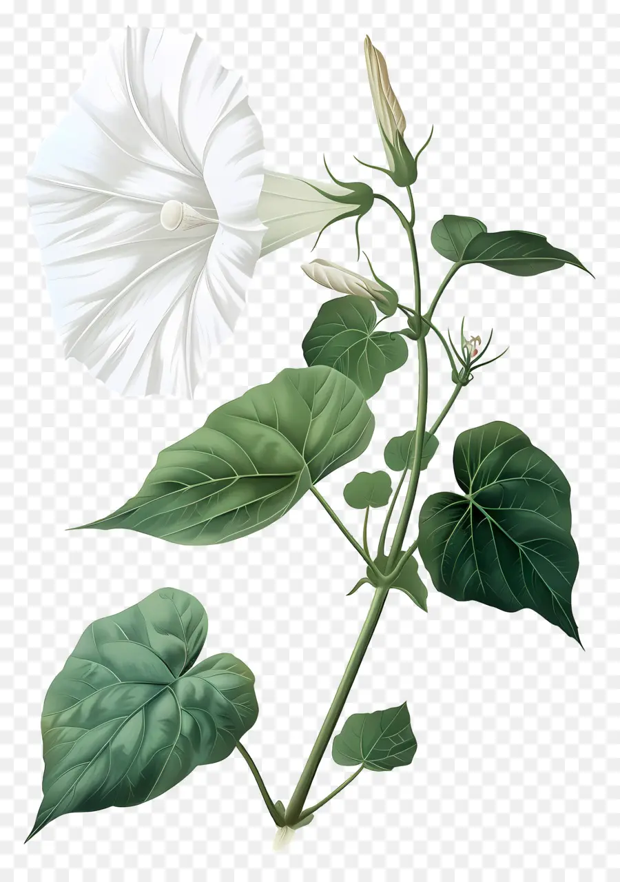 Flores Vintage，Glória Da Manhã Branca PNG