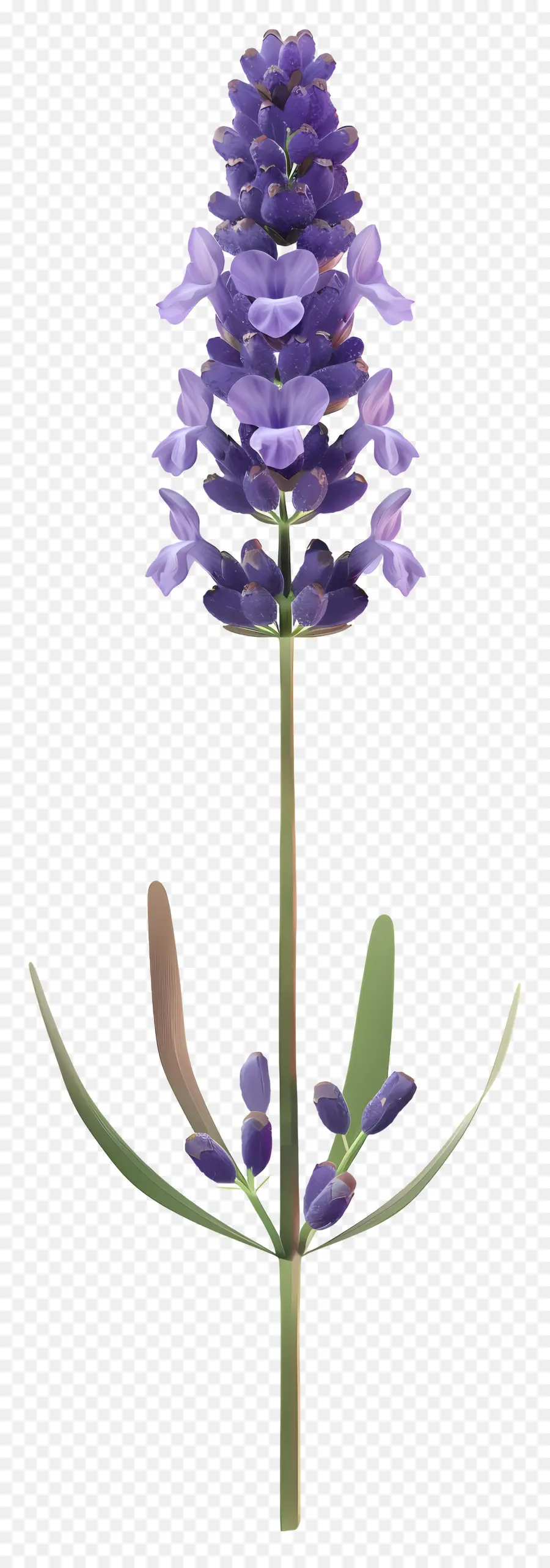 Flor De Lavanda，Lavanda PNG