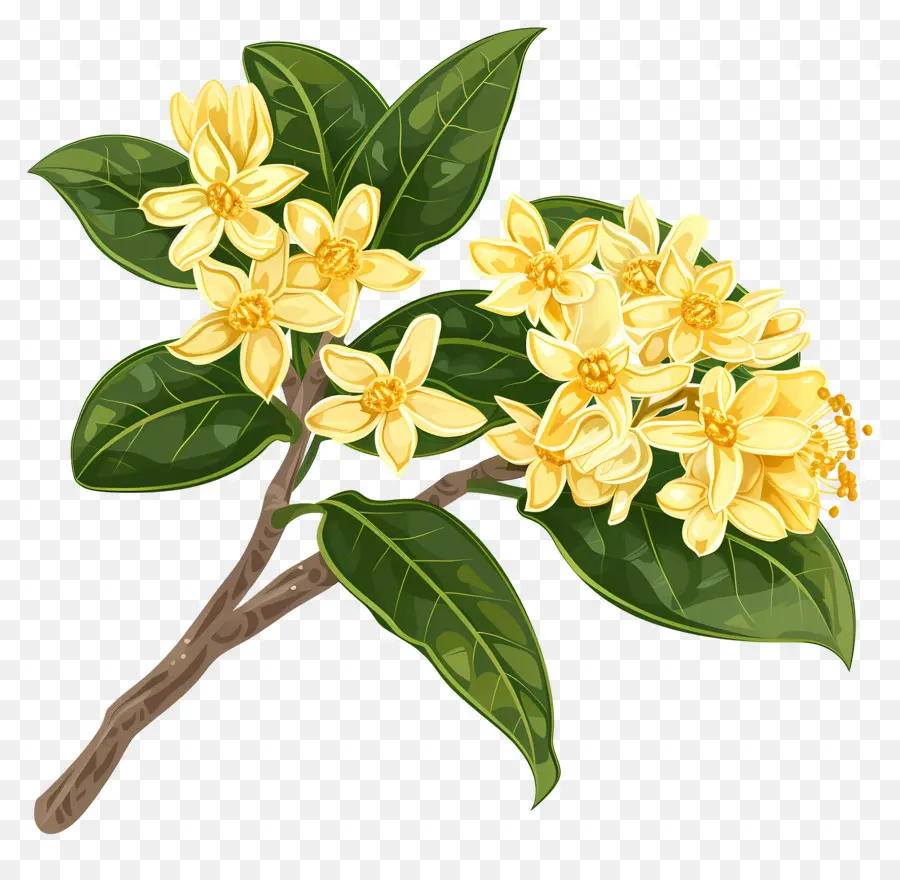 Flor De Osmanthus，Flores Amarelas PNG