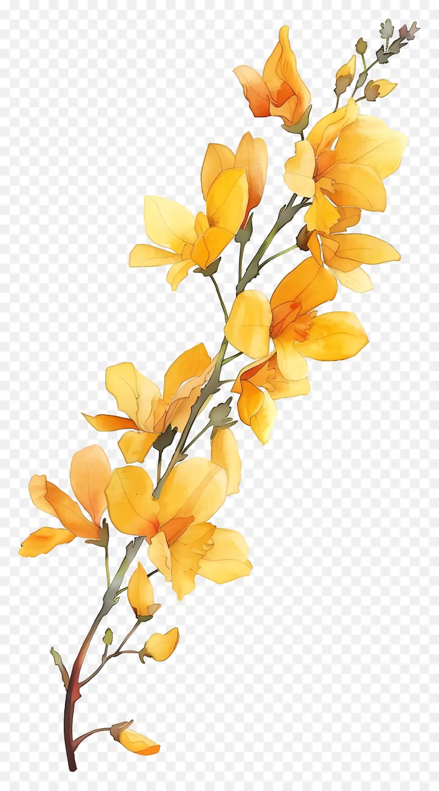 Flor Cytisus Wolgaricus，Flores Amarelas PNG