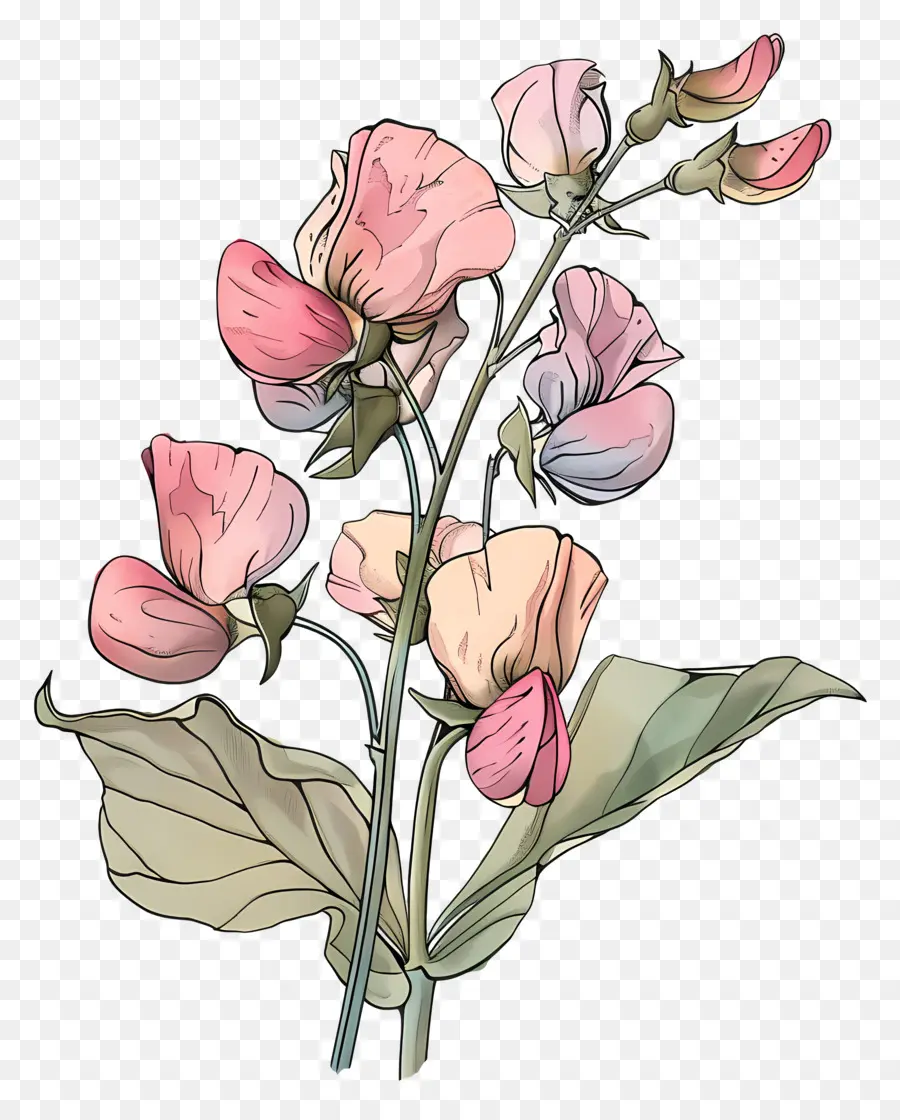 Flores Vintage，Flores Rosa E Brancas PNG