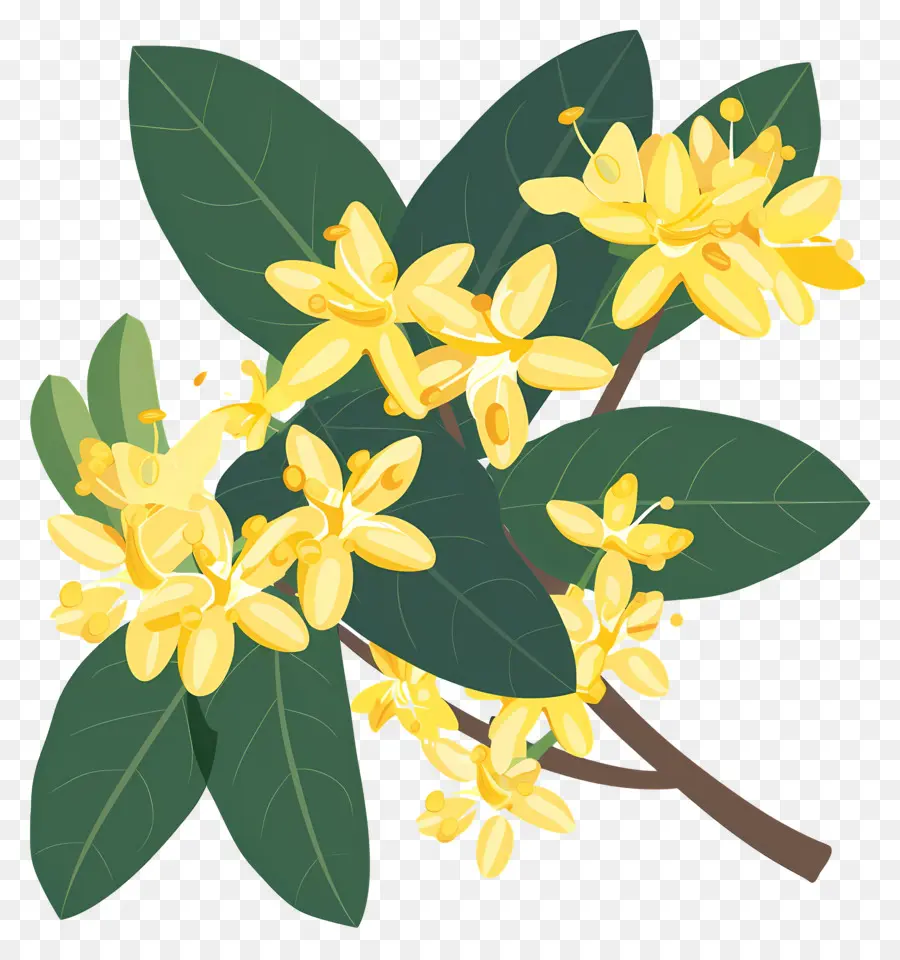 Flor De Osmanthus，Flores Amarelas PNG