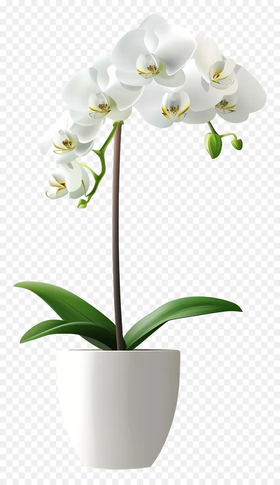 Flor De Orquídea，Orquídea Branca PNG