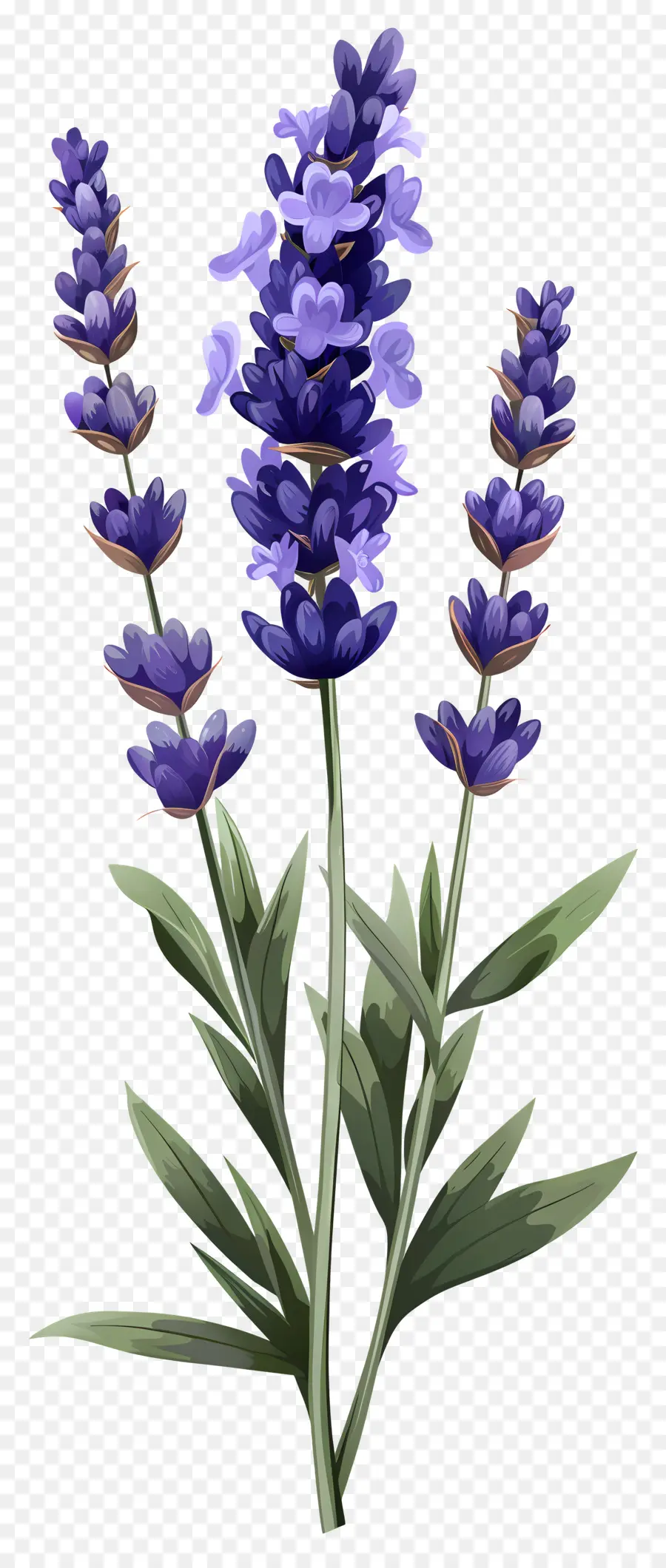 Flor De Lavanda，Lavanda PNG