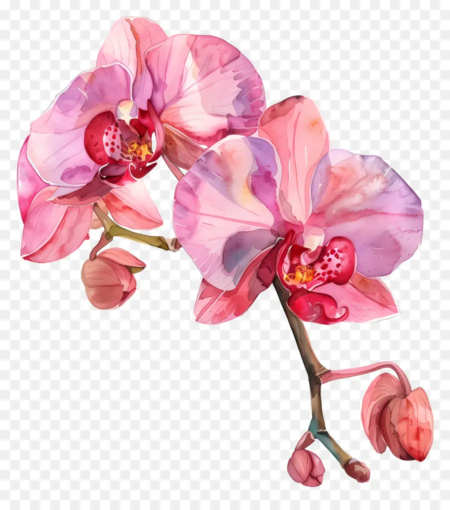 Flor De Orquídea，Orquídea PNG