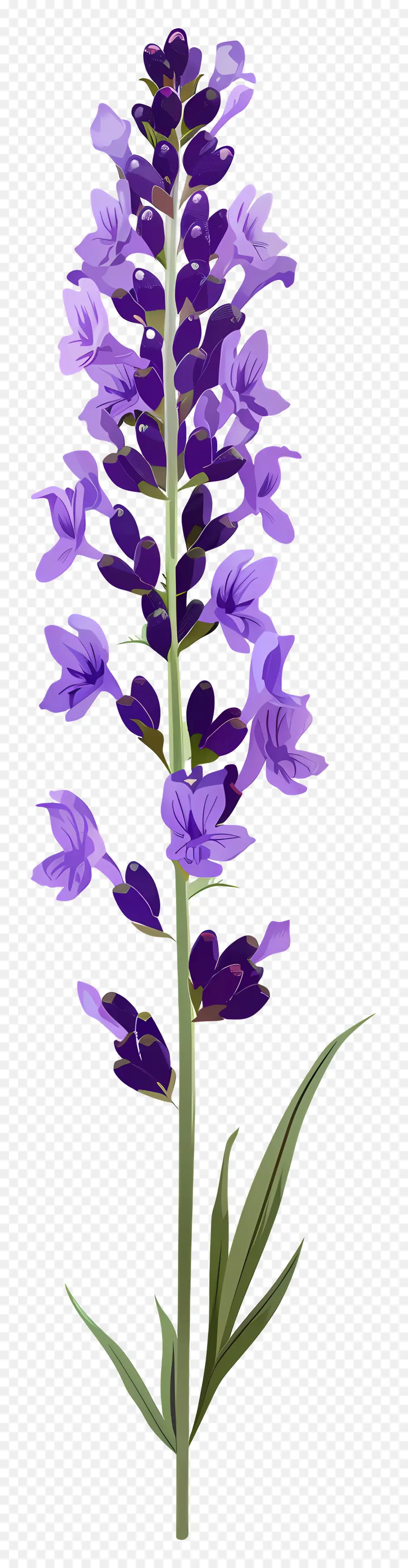 Flor De Lavanda，Flores Roxas PNG