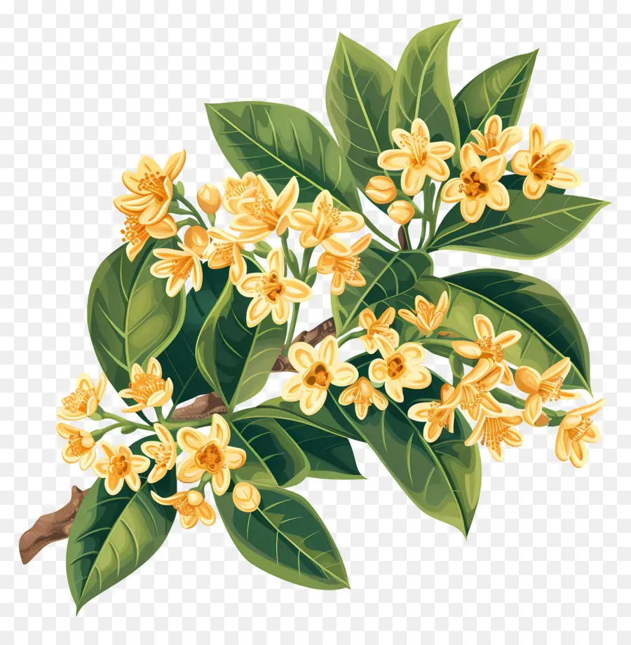 Flor De Osmanthus，Flores Amarelas PNG