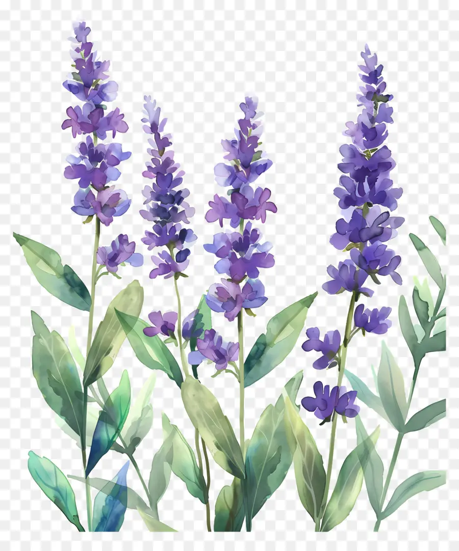 Flores Em Aquarela，Flores De Lavanda PNG