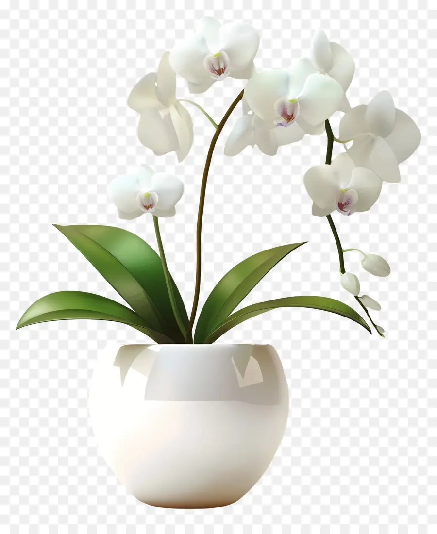 Flor De Orquídea，Orquídea Branca PNG