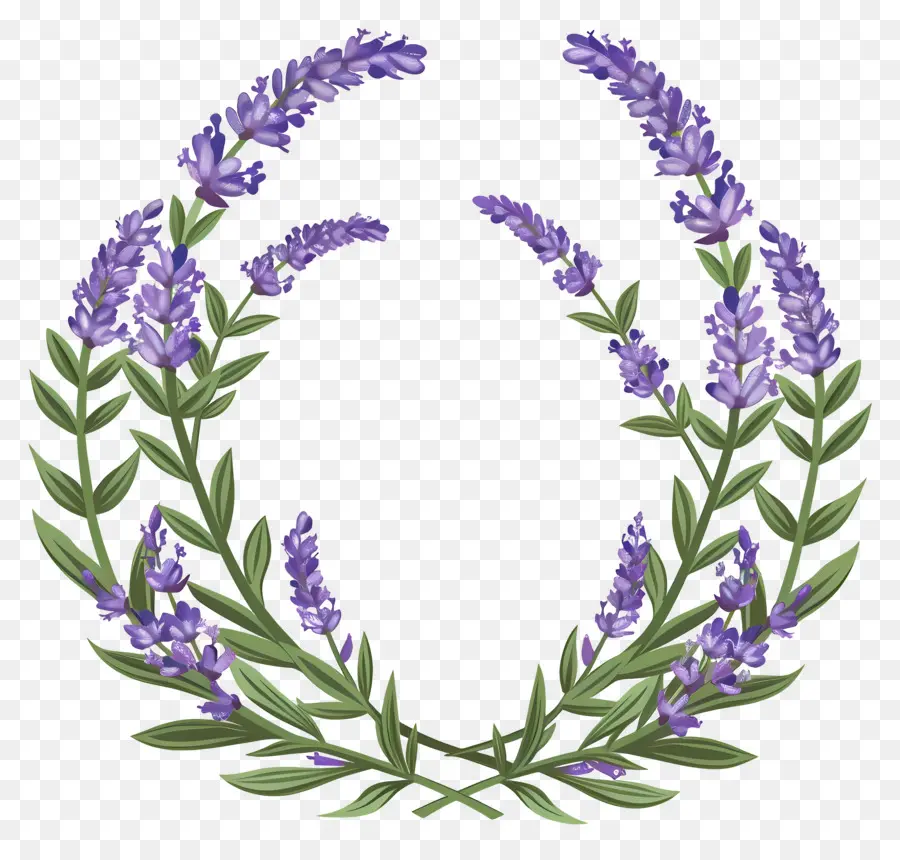 Guirlanda De Lavanda，Coroa De Lavanda PNG