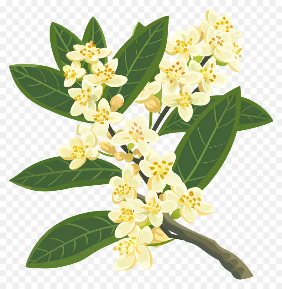 Flor De Osmanthus，Flores Amarelas PNG