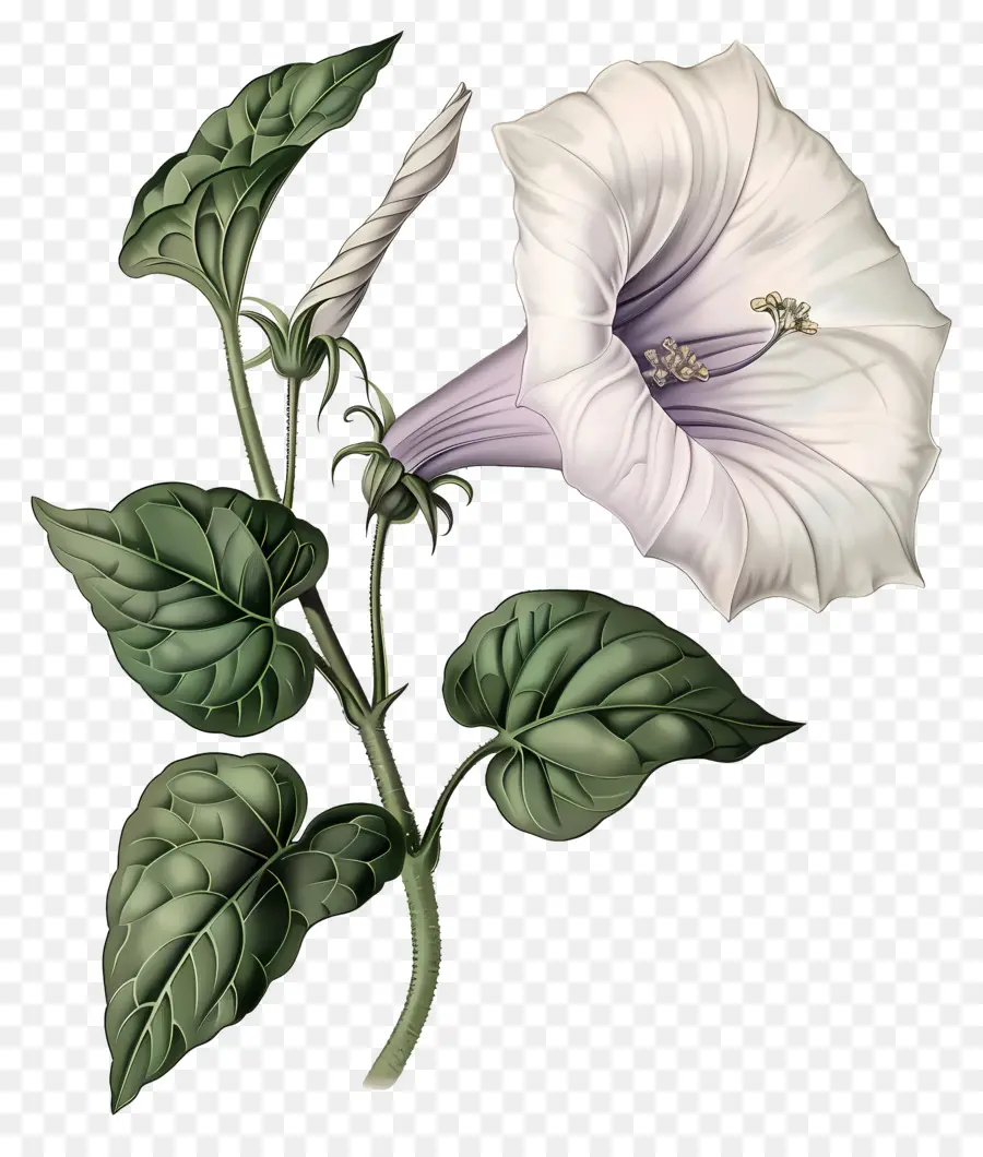 Flores Vintage，Glória Da Manhã Branca PNG